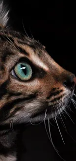 Bengal cat with green eyes side profile on a black background.