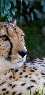 Close-up of a cheetah lying on the grass with detailed fur patterns in natural light.