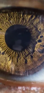 Close-up of an eye with detailed brown iris.