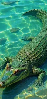 Crocodile swimming in clear, turquoise water.