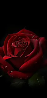 Dark red rose with water droplets on black background.