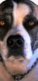 Close-up portrait of a serene dog with brown eyes and a gentle expression.