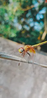 Close-up of a stunning dragonfly on a branch.