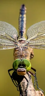 Close-up of a green dragonfly with detailed wings perched on a branch.