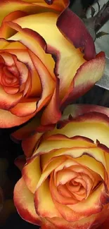 Close-up of two roses with vibrant yellow and red petals, perfect for elegant wallpapers.