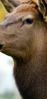 Close-up of a majestic elk in nature, showcasing its serene profile.