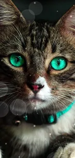 Cat with emerald green eyes in a dark setting.