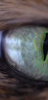 Close-up of a green feline eye with vibrant details.