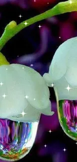 White flowers with vibrant dew drops on a purple background.