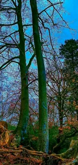 Tall forest trees under a bright blue sky.