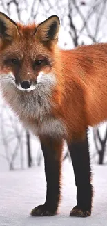 Elegant red fox standing in a snowy landscape with a natural backdrop.