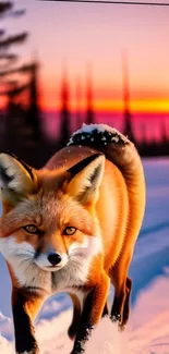 Fox walking through snow at sunset in the forest.