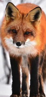 Close-up portrait of a red fox in a snowy forest setting.