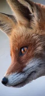 Close-up portrait of a fox with vivid orange fur, perfect for mobile wallpapers.