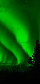 Vibrant green aurora borealis illuminating the night sky with a silhouetted tree.