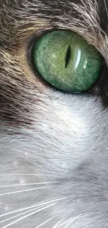 Close-up of a cat's green eye with detailed texture.