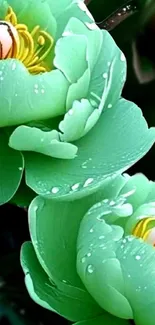 Green floral wallpaper with dewdrops on petals.