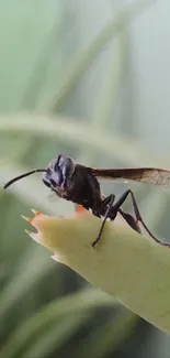 Close-up of a hornet perched on a green leaf in natural setting.