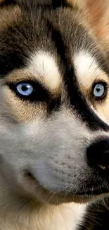 Close-up image of a Husky dog with bright blue eyes.