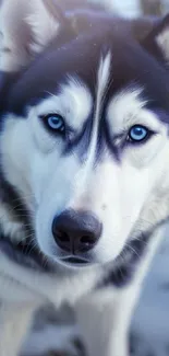 Close-up of a husky dog with blue eyes and snowy background for mobile wallpaper.