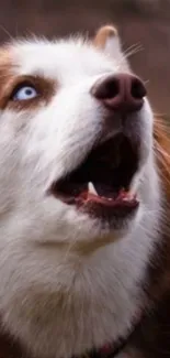 Close-up of a Siberian Husky with striking blue eyes and fluffy brown fur.