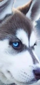 Close-up of a husky puppy with striking blue eyes.