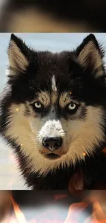 Husky with intense gaze against flame effects.