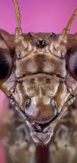 Close-up of mantis head with pink background.