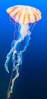 Graceful jellyfish floating in deep blue ocean, perfect for mobile wallpaper.