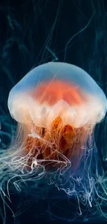 Vibrant jellyfish floating in deep ocean wallpaper