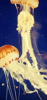 Mesmerizing jellyfish swimming in deep ocean waters.