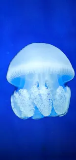 Luminous jellyfish against deep blue background.