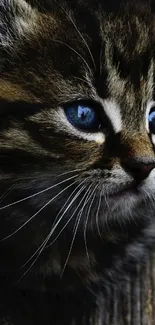 Close-up of a dark-furred kitten with striking blue eyes.