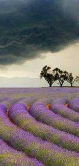 Lavender field under storm clouds with silhouetted trees.