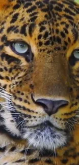 Close-up of a leopard with intense green eyes and detailed fur pattern.