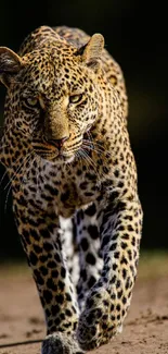 Leopard walking forward in nature scenery, perfect for mobile wallpaper.