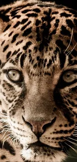 Close-up of a leopard on a mobile wallpaper, showcasing its fur and intense gaze.