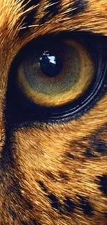 Close-up of a leopard's eye with intricate fur details.