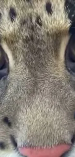 Close-up of a leopard's face with intense eyes.