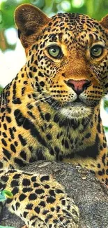 Leopard resting on tree branch surrounded by lush green jungle foliage.