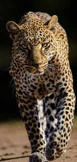 Majestic leopard walking on a dirt path, captured in vibrant detail.