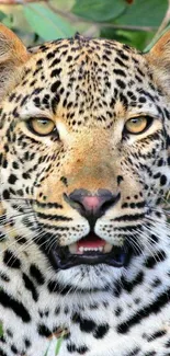 Close-up of a leopard face in nature.