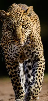 Majestic leopard walking in natural habitat wallpaper.