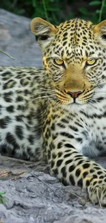 Leopard resting on rock with intense gaze.