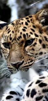 Close-up of a leopard in its natural habitat, perfect for phone wallpaper.