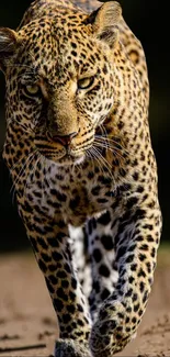 Majestic leopard walking in natural habitat, captured beautifully.