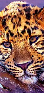 A stunning leopard resting on rock with vibrant background.