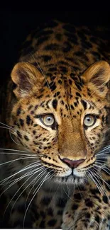 Close-up of a leopard with striking spots.