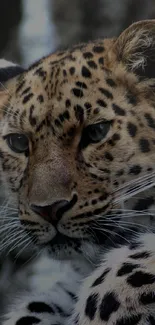 Close-up of a majestic leopard in a natural setting, displaying its beautiful spotted fur.