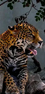 Golden leopard resting on rocks in the jungle.